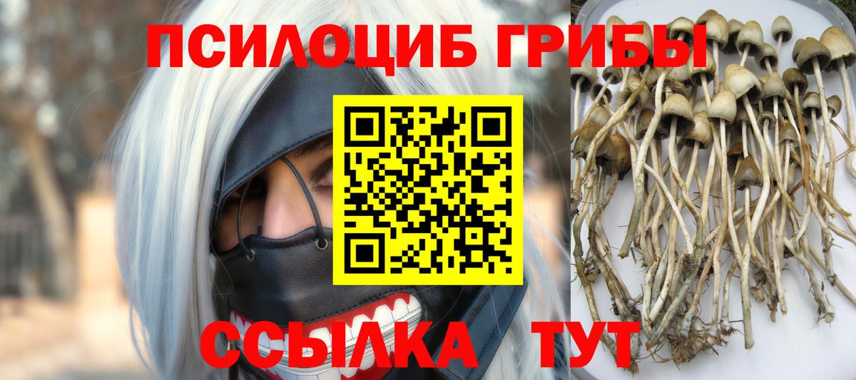 Псилоцибиновые грибы Cubensis Протвино